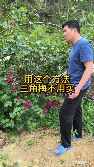 用个方法，三角梅不用买#花卉绿植 #养花
