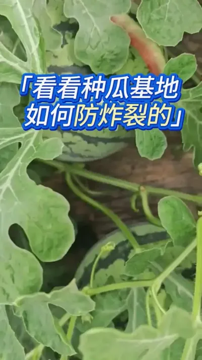 看西瓜种植基地如何预防炸瓜裂瓜 #西瓜种植 #西瓜管理 #西瓜种植技术 #大棚西瓜种植技术 #种西瓜
