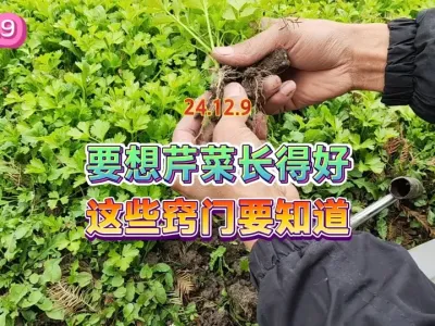 要把芹菜种好并不难，做好这些基础准备工作简直不要太简单 #三农 #种植小技巧 #我的农村生活 #有机蔬菜种植 #记录我的种植生活 