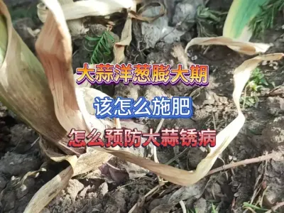 大蒜和洋葱膨大期怎么追肥，大蒜锈病不用药怎么预防 #三农 #蔬菜种植 #种植小技巧 #大蒜种植 #洋葱种植 