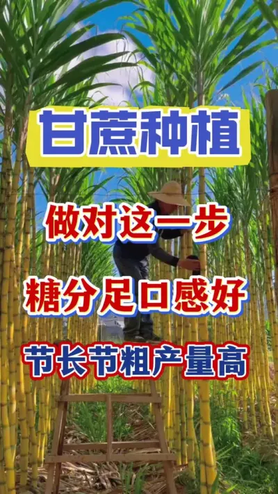 立秋之后甘蔗地里做对这一步，甘蔗是糖分足口感好节长节粗品质高#甘蔗种植#甘蔗施肥 #甘蔗拔节