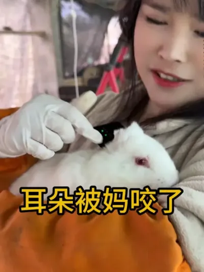 #肉兔养殖 #自繁自养 #养兔人 #肉兔