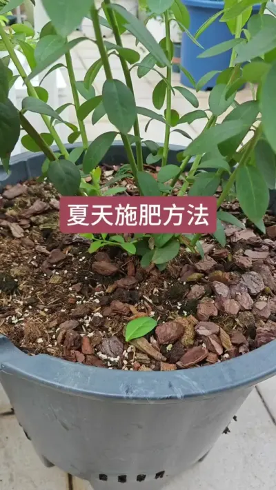 蓝莓怎么养护夏天怎么施肥，怎么养护才能让蓝莓多长基生枝#蓝莓种植 #蓝莓养护 #蓝莓施肥 #蓝莓种植技术 #蓝莓苗
