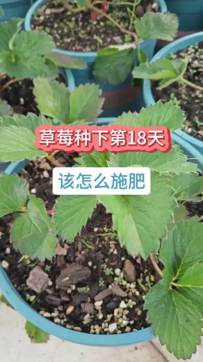 草莓的种植方法，草莓的养护方法，新手怎么种草莓，草莓的种植过程#草莓苗 #种草莓 #盆栽草莓 #草莓种植 #草莓施肥