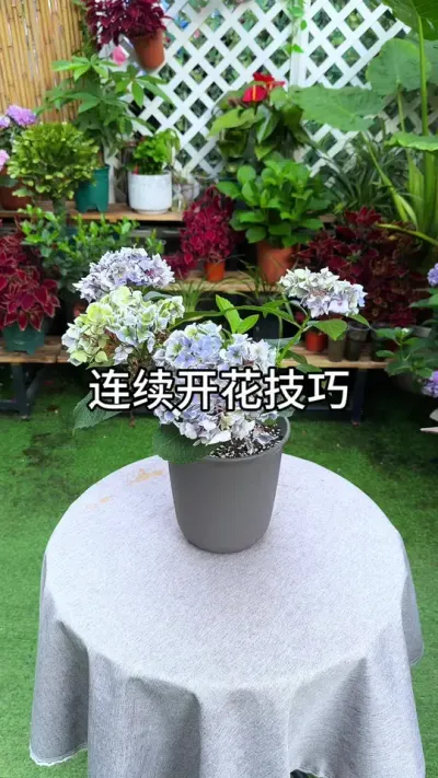 植物连续开花技巧 #花卉绿植 #养花