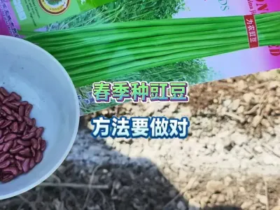 春季种豇豆千万不要乱种了，用了这个懒人种法豆角长的壮结的多 #新农人计划2025 #三农 #一份耕耘一份收获 #抖音助农 #自己种的纯天然的绿色蔬菜 