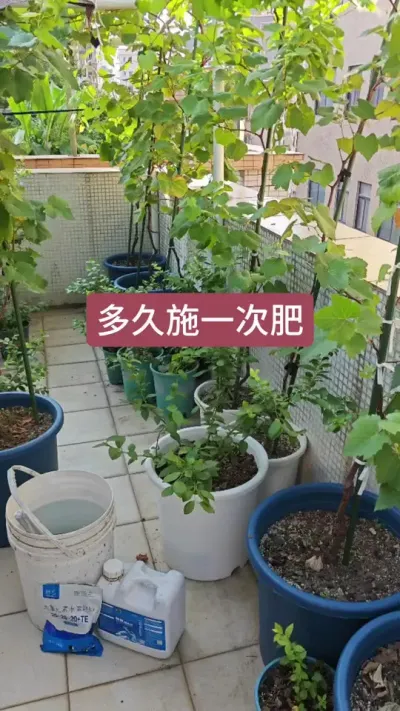 葡萄的养护方法，种葡萄怎么施肥，高温天气多久施一次肥#葡萄种植 #盆栽葡萄 #种葡萄 #葡萄苗 #葡萄种植技术