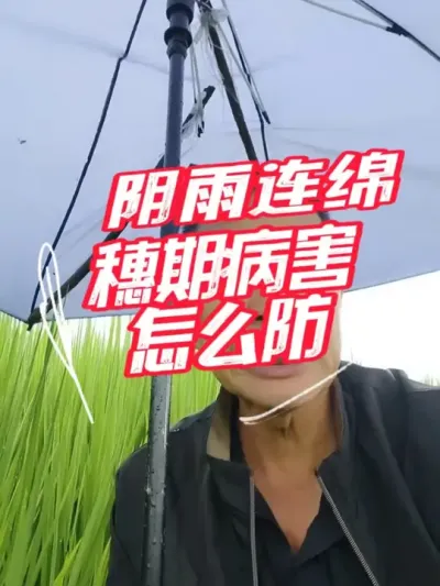阴雨绵绵，稻曲病稻瘟病发生重！做好提前预防，祝您秋季大丰收#分享农业知识帮农民增产增收 #老百姓关心的话题
