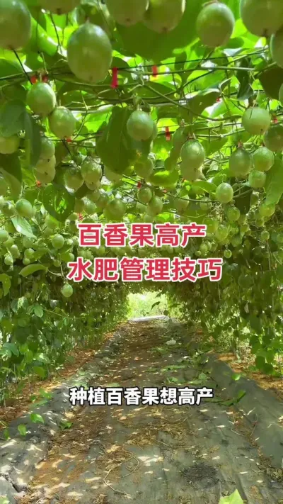 百香果水肥管理技巧，从苗期到促花保果#百香果种植 #百香果种植技术 #黄金百香果种植技术 #种植百香果苗的方法 #种百香果