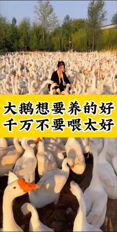 #养鹅技术分享#科学养鹅#养鹅人#养鹅