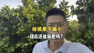 柑橘果子偏小，现在还能施肥吗？ #三农 #果园管理 #农业 #膨果 #柑橘种植 