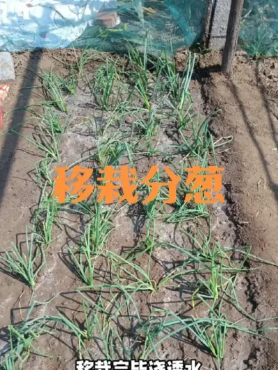 如何移栽分葱移栽后如何管理