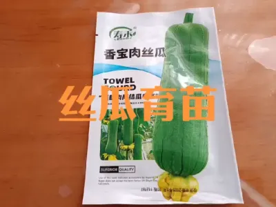 丝瓜瓠子南瓜如何催芽育苗？什么时候播种丝瓜？