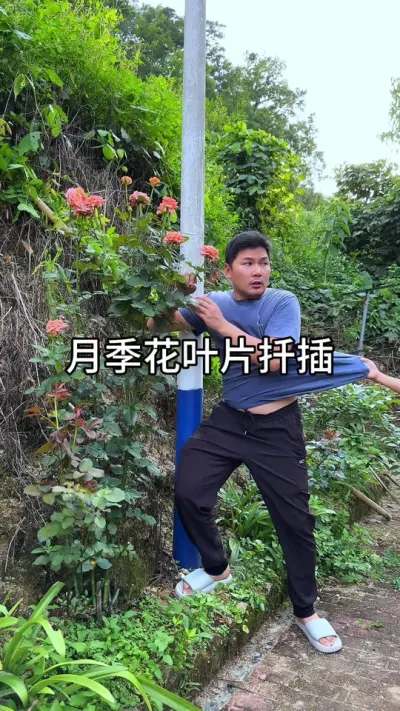 叶片繁殖月季花#花卉绿植 #养花 #种植小技巧