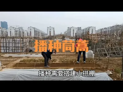 三月份可以用小拱棚播种茼蒿了#播种茼蒿