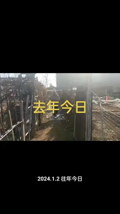 请欣赏去年今日的视频看看今冬有多暖和#小菜园