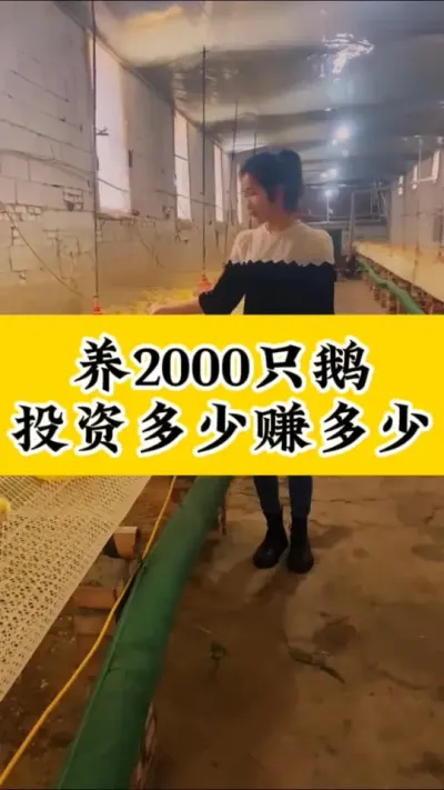 #养鹅技术分享 #养鹅人 #记录养殖生活 #科学养鹅