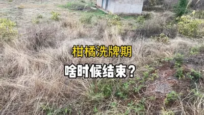 柑橘洗牌期到底还要多久结束？ #三农 #农业 #柑橘种植 #果树管理 