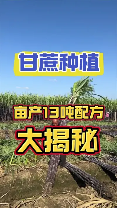 老蔗农公布出来的甘蔗高产配方#甘蔗种植 #甘蔗施肥方法 #甘蔗高产