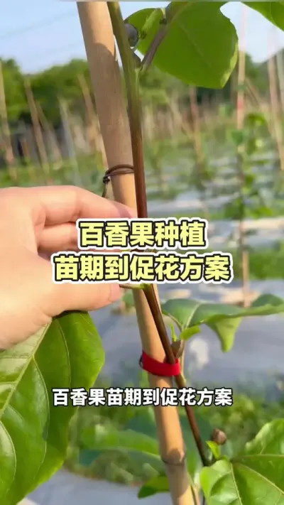 百香果苗期到促花方案#百香果种植 #百香果种植技术 #黄金百香果种植技术 #百香果促花 #浩伟方