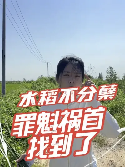 收不收在于水，水多也不是好事，一定要注重水管理#分享农业知识帮农民增产增收 #老百姓关心的话题