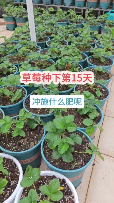 草莓的种植方法，新手怎么种草莓，新手怎么养护草莓，草莓的养护过程#种草莓 #草莓苗 #盆栽草莓 #草莓种植 #草莓种植技术