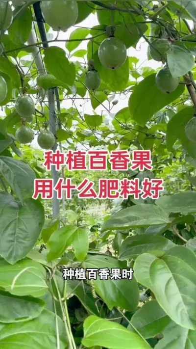 种植百香果 用什么肥料好？#百香果种植 #百香果种植技术 #黄金百香果种植技术 #百香果 #浩伟方
