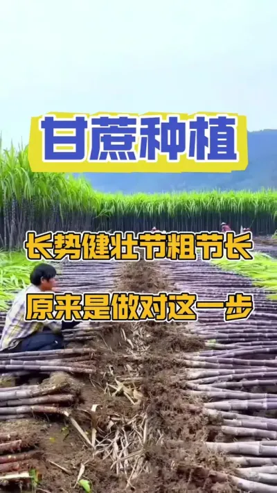 到底是什么神仙甘蔗品种，亩产达到12吨#甘蔗种植 #甘蔗施肥方法 #甘蔗高产