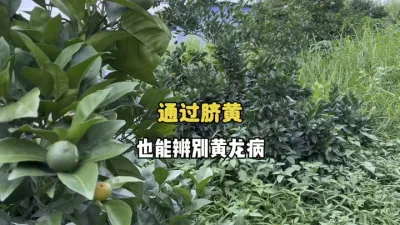 通过脐黄也能识别出柑橘黄龙病 #脐黄 #三农 #农业 #柑橘种植 #果树管理 