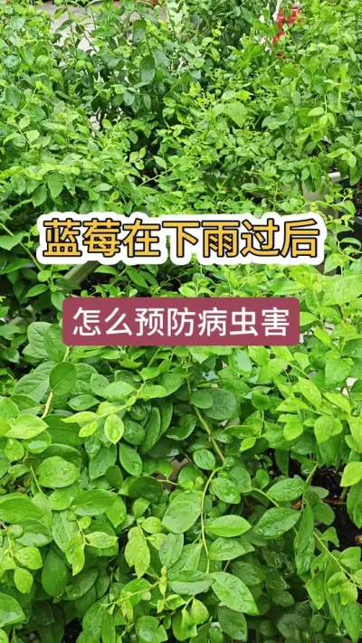 下雨天蓝莓怎么预防病虫害，蓝莓病虫害的管理，蓝莓怎么预防病虫害 #蓝莓种植 #蓝莓养护 #蓝莓种植技术 #盆栽蓝莓 #蓝莓苗