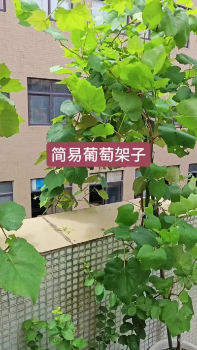 葡萄架怎么搭，葡萄搭架子，葡萄的管理#葡萄管理 #葡萄架子 #搭葡萄架 #葡萄养护 #葡萄苗