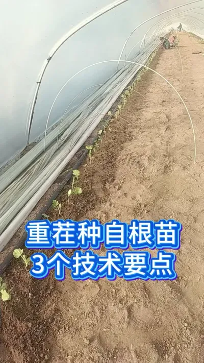 重茬地种西瓜自根苗，3个技术要点 #大棚西瓜种植技术 #服务三农支持三农 #西瓜 #助力三农 #抖音助农扶农