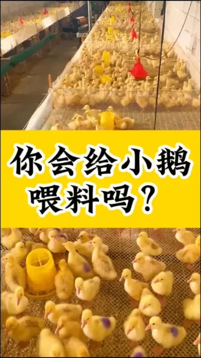 #养鹅技术分享 #养鹅人 #养鹅
