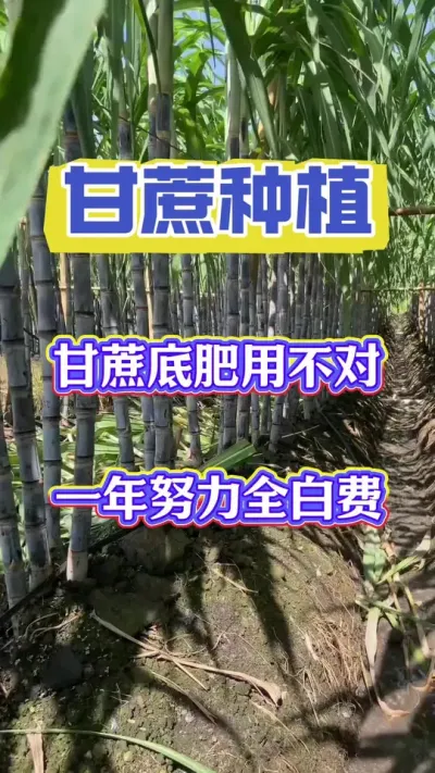 甘蔗底肥用不对，一年努力全白费#甘蔗种植#甘蔗施肥#甘蔗