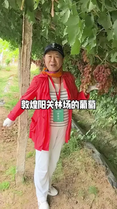 敦煌的葡萄#优质农产品 #葡萄种植 #口感特别好 #抖音新农人 #原创视频