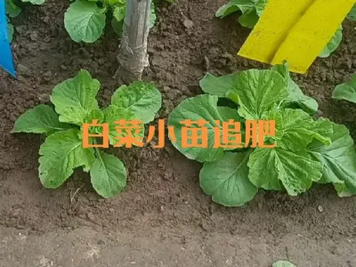 大白菜个别植株小怎么处理#白菜