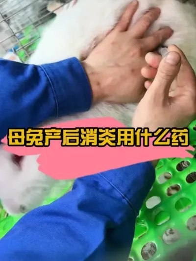 产后消炎很关键，预防做好保康健#肉兔养殖 #养兔人 #养兔三分靠管理七分靠技术 #农村创业养殖 #干货