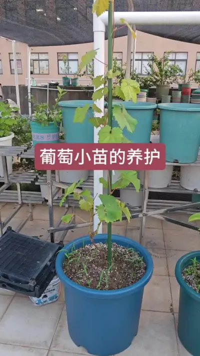 葡萄小苗怎么养护，葡萄小苗的种植方法，葡萄的养护过程#种植小技巧 #葡萄种植 #葡萄养护 #种葡萄 #葡萄种植技术