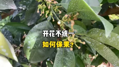 柑橘开花不统一该如何保果? #保花保果 #柑橘 #三农 #农业 #果树管理 