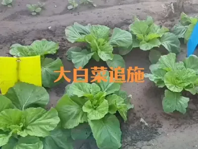 大白菜生长期内如何追肥
