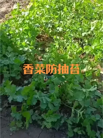 春季香菜如何防止抽苔#香菜