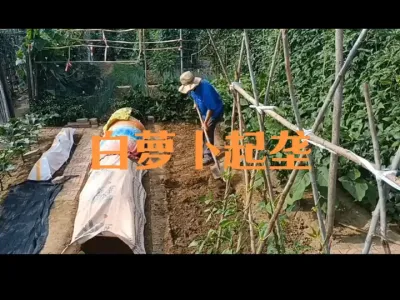 23年种植白萝卜起垄（供参考）