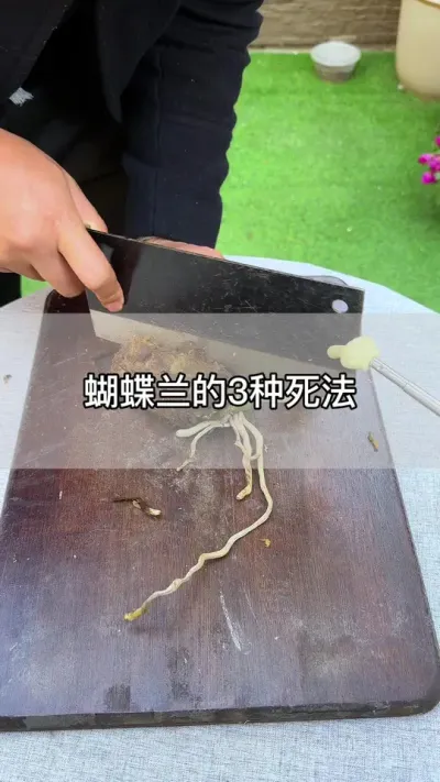 蝴蝶兰的三种死法，看你有没有中招#花卉绿植 #养花 #种植小技巧