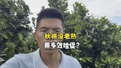 柑橘秋梢六七成熟，可以用多效唑促老熟吗？ #三农 #果园管理 #柑橘 #农业种植 #秋梢 