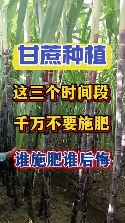 这三个阶段给甘蔗施肥，就是甘蔗减产减收的推手，谁施肥谁后悔#甘蔗种植 #甘蔗施肥#甘蔗管理
