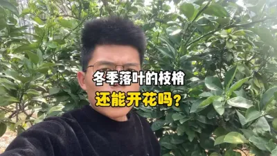 柑橘冬季落光叶片的枝梢还能开花吗？ #柑橘种植 #三农 #果园管理 #农业 
