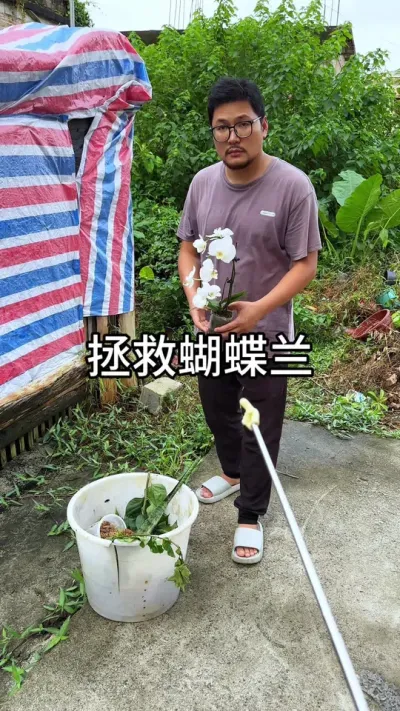 拯救蝴蝶兰 #花卉绿植 #园艺