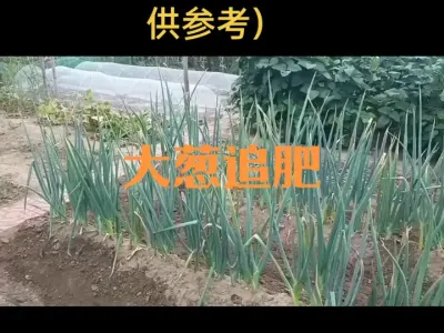 大葱追肥（二四年作品）