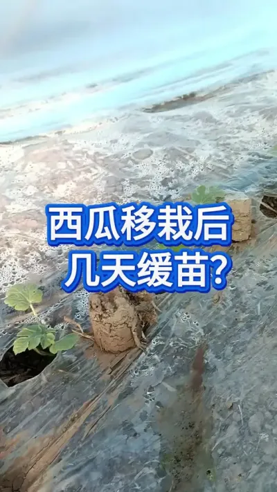 西瓜移栽后，几天缓苗正常 #西瓜管理 #服务三农支持三农 #西瓜种植技术 #大棚西瓜种植技术 #助力三农