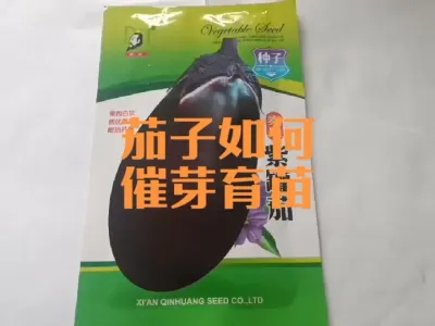 茄子催芽育苗全过程#茄子催芽育苗时间方法